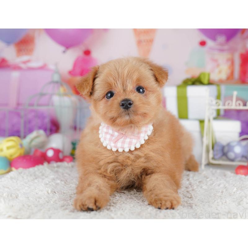 販売中の千葉県のポメプー:ポメラニアン×トイプードル-434673の4枚目