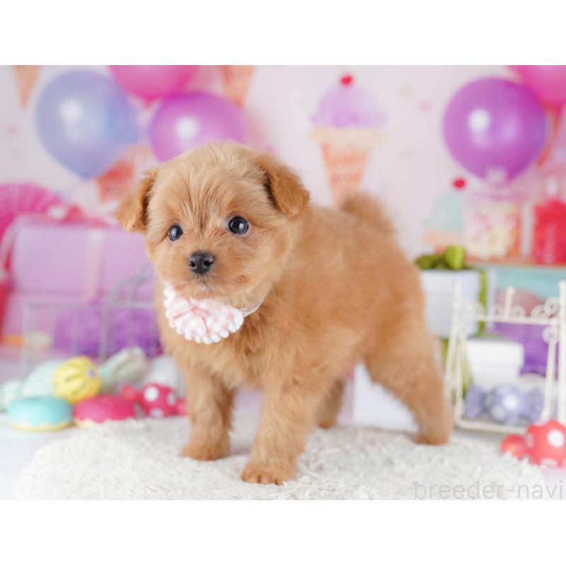 販売中の千葉県のポメプー:ポメラニアン×トイプードル-434673の3枚目