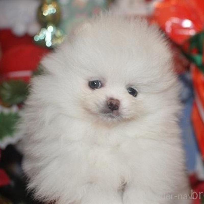 販売中の鹿児島県のポメラニアン-434619