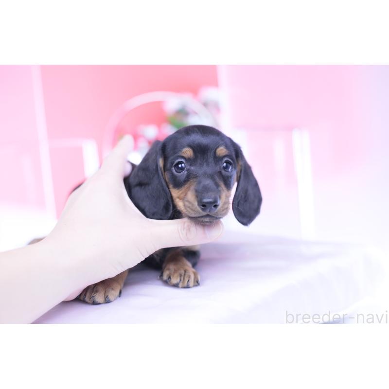 成約済の愛知県のカニンヘンダックスフンド(スムースヘアード)-432079の13枚目