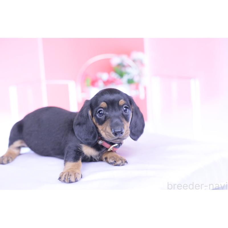 成約済の愛知県のカニンヘンダックスフンド(スムースヘアード)-432079の10枚目