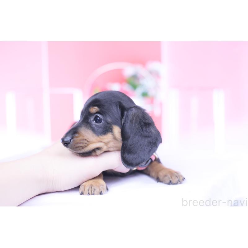 成約済の愛知県のカニンヘンダックスフンド(スムースヘアード)-432079の9枚目