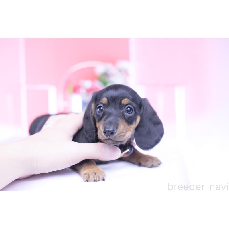 成約済の愛知県のカニンヘンダックスフンド(スムースヘアード)-432079の8枚目