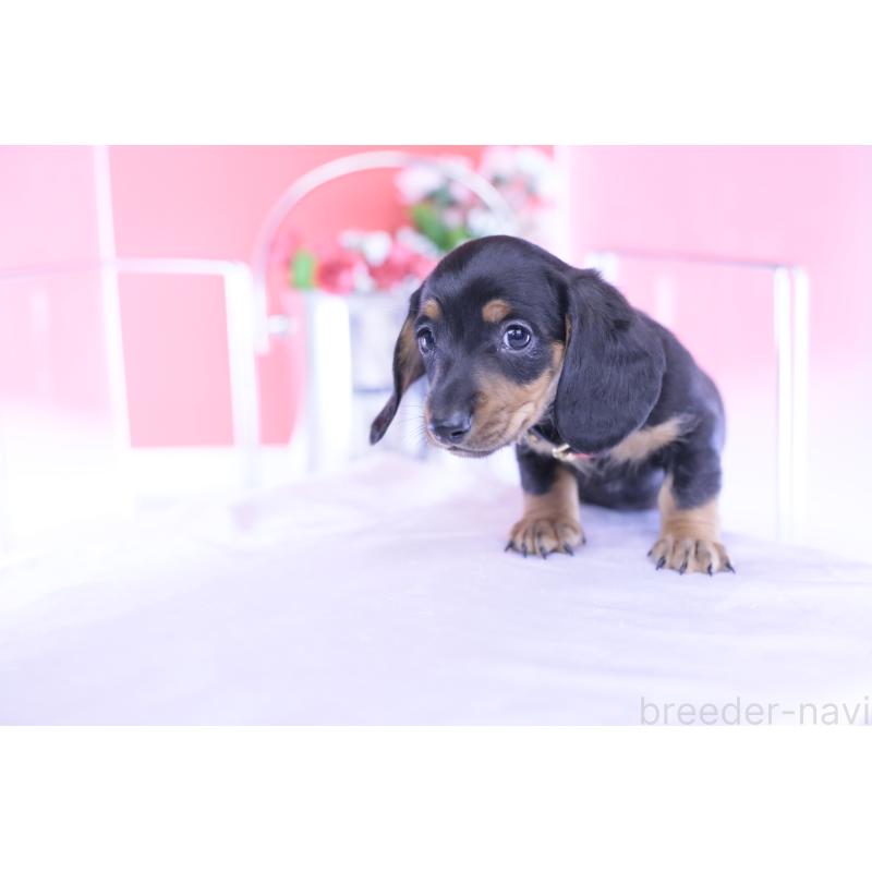 成約済の愛知県のカニンヘンダックスフンド(スムースヘアード)-432079の6枚目