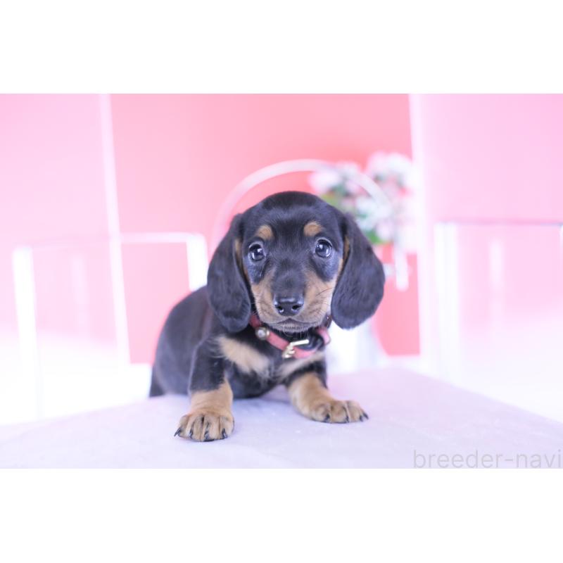 成約済の愛知県のカニンヘンダックスフンド(スムースヘアード)-432079の5枚目