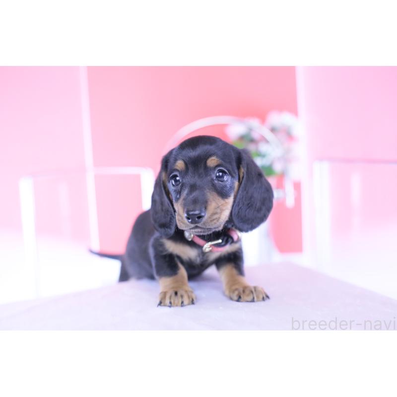 成約済の愛知県のカニンヘンダックスフンド(スムースヘアード)-432079の4枚目