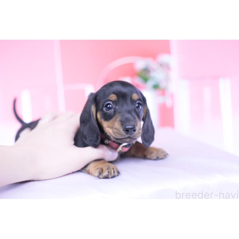 成約済の愛知県のカニンヘンダックスフンド(スムースヘアード)-432079の3枚目