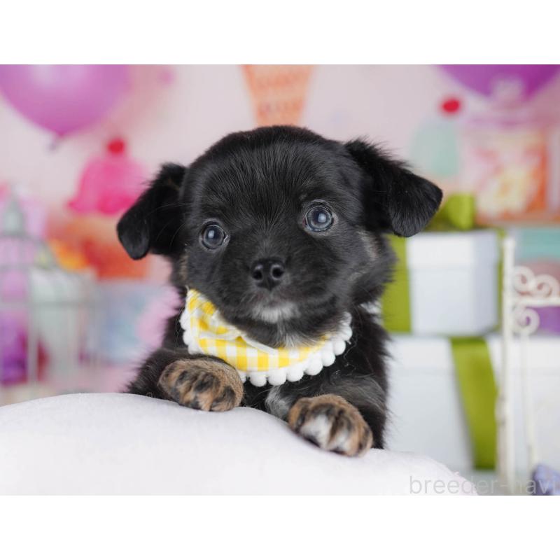 販売中の千葉県のチワワ(ロングコート)-434675の10枚目