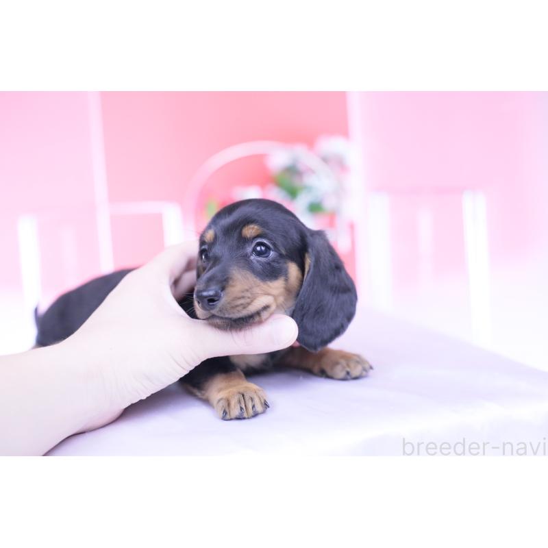 成約済の愛知県のカニンヘンダックスフンド(スムースヘアード)-432079の2枚目