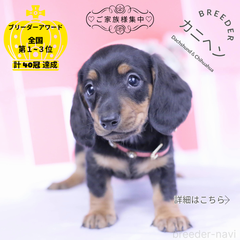 販売中の愛知県のカニンヘンダックスフンド(スムースヘアード)-432079