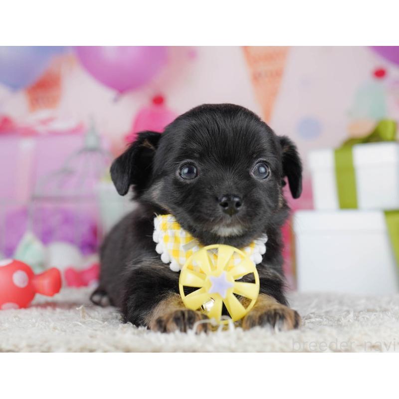 販売中の千葉県のチワワ(ロングコート)-434675の8枚目