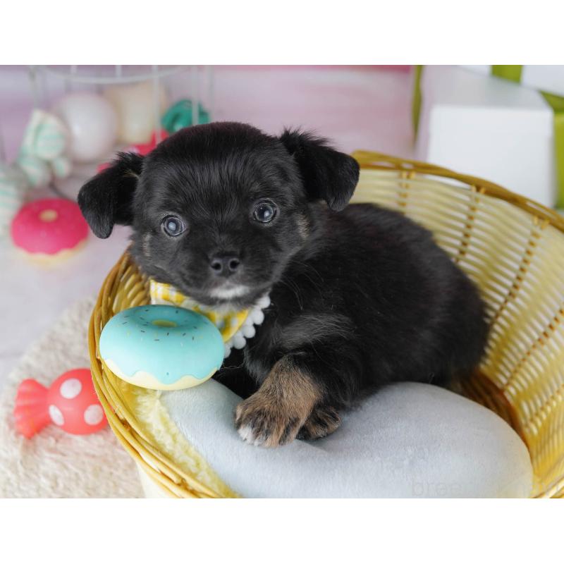 販売中の千葉県のチワワ(ロングコート)-434675の4枚目