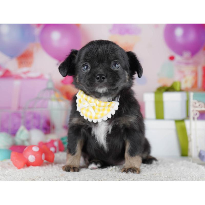 販売中の千葉県のチワワ(ロングコート)-434675の3枚目