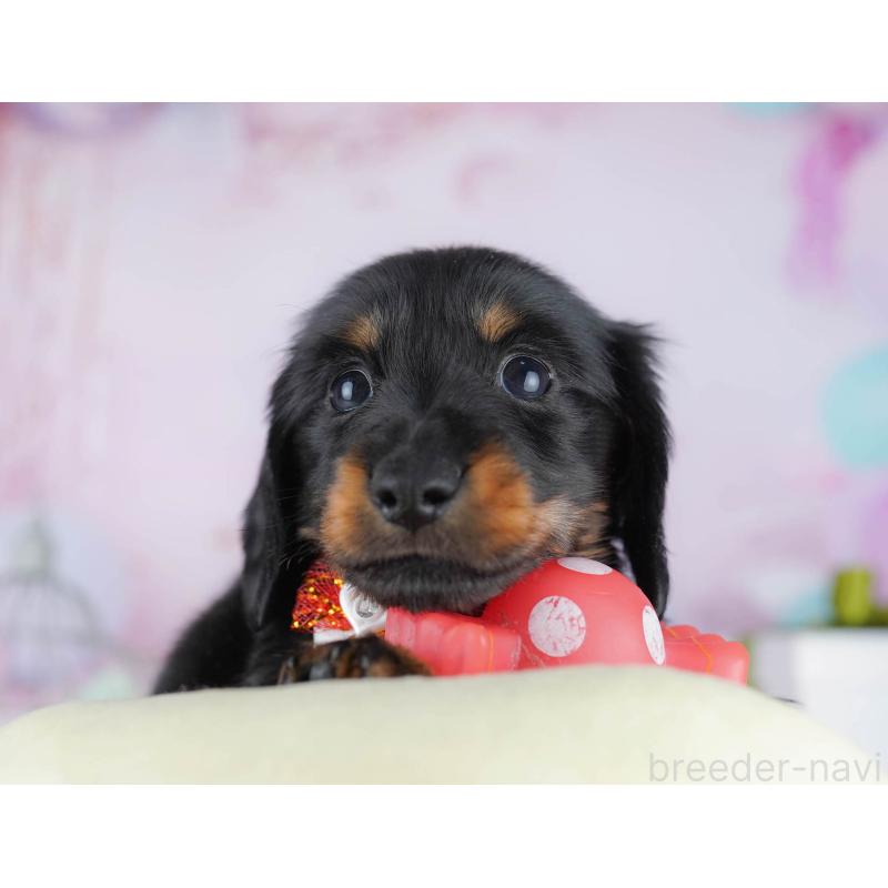 販売中の千葉県のカニンヘンダックスフンド(ロングヘアード)-434682の4枚目