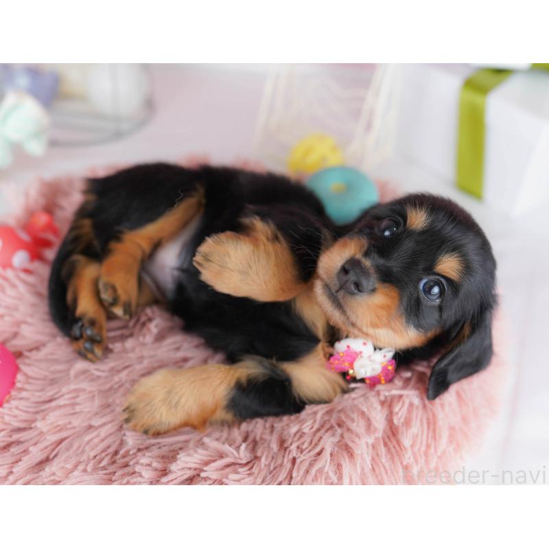 販売中の千葉県のカニンヘンダックスフンド(ロングヘアード)-434683の9枚目