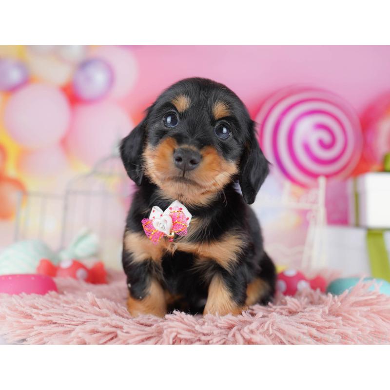 販売中の千葉県のカニンヘンダックスフンド(ロングヘアード)-434683の7枚目