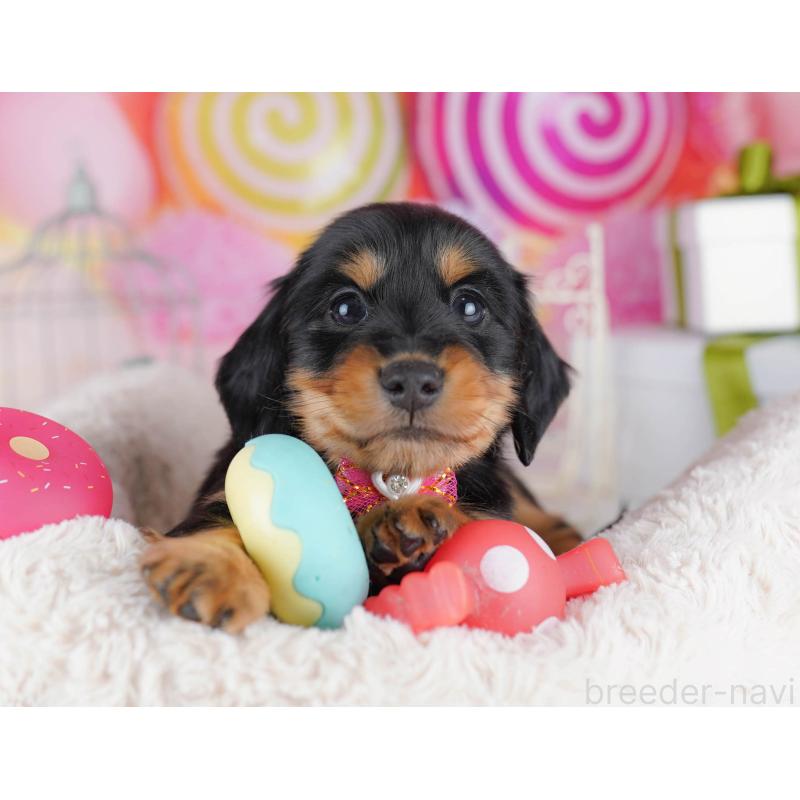 販売中の千葉県のカニンヘンダックスフンド(ロングヘアード)-434683の6枚目