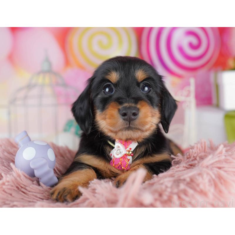 販売中の千葉県のカニンヘンダックスフンド(ロングヘアード)-434683の5枚目