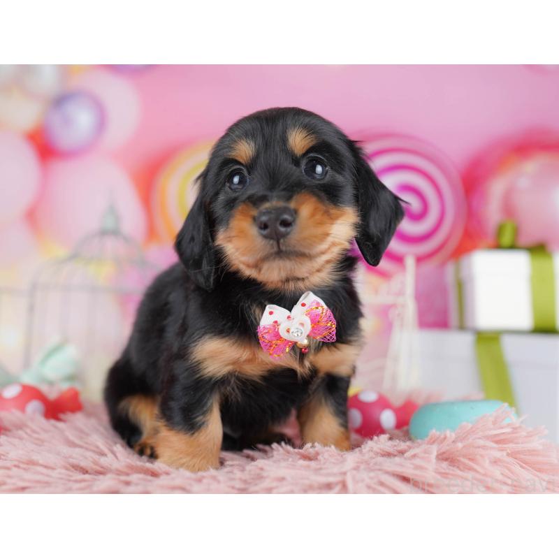 販売中の千葉県のカニンヘンダックスフンド(ロングヘアード)-434683の4枚目