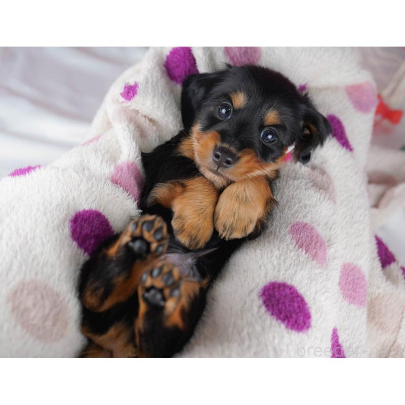 販売中の千葉県のカニンヘンダックスフンド(ロングヘアード)-434683の3枚目