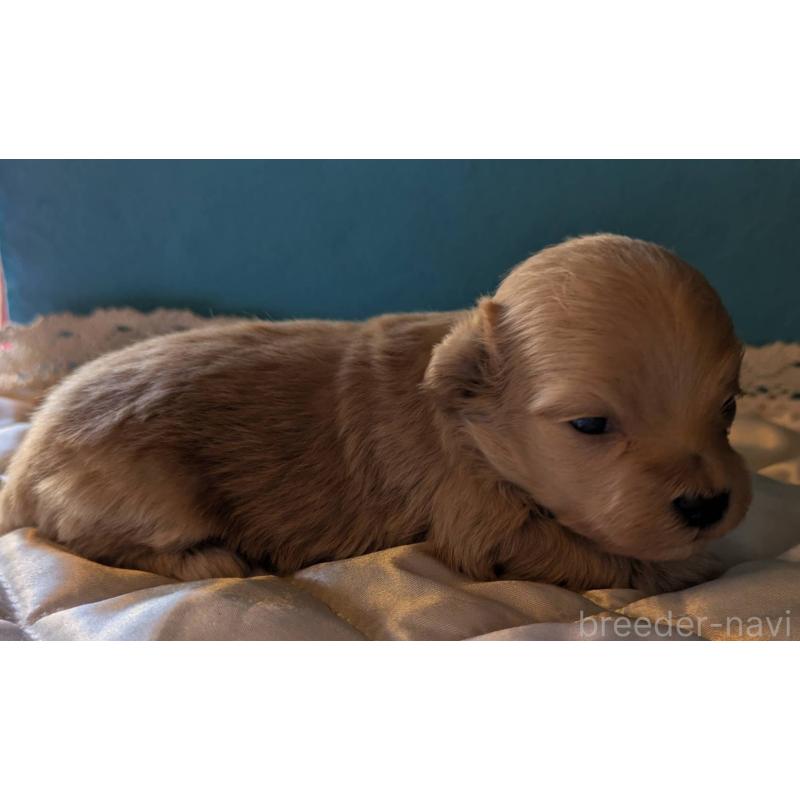 販売中の埼玉県のマルプー:マルチーズ×トイプードル-434621の4枚目