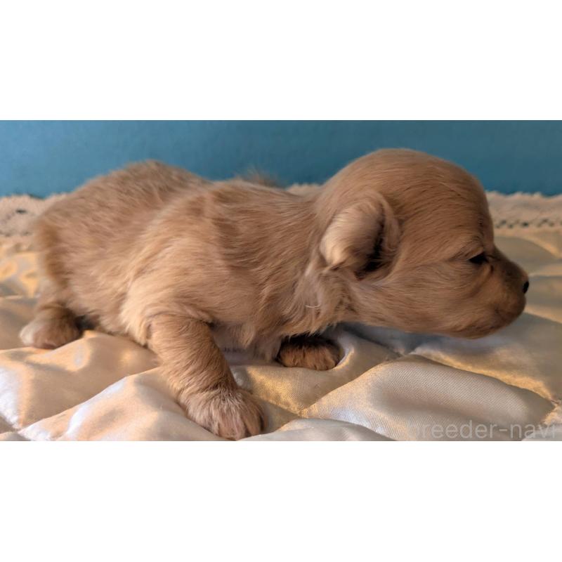 販売中の埼玉県のマルプー:マルチーズ×トイプードル-434621の3枚目