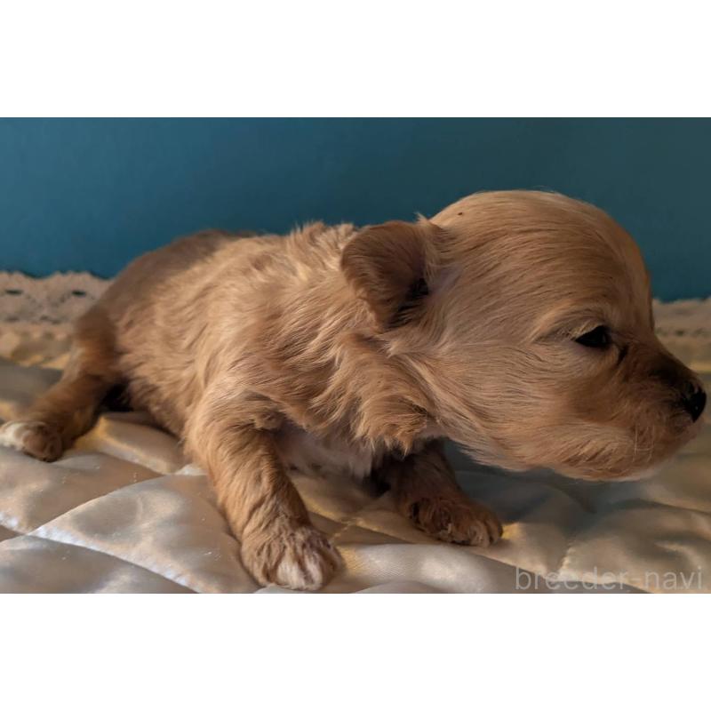 販売中の埼玉県のマルプー:マルチーズ×トイプードル-434621の2枚目