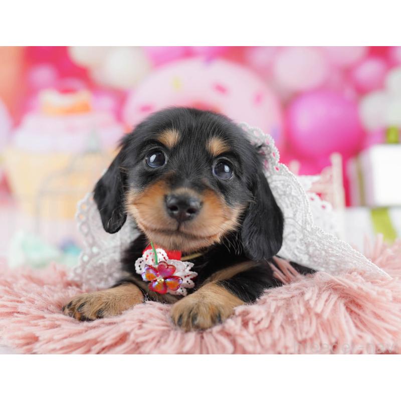 販売中の千葉県のカニンヘンダックスフンド(ロングヘアード)-434686の1枚目