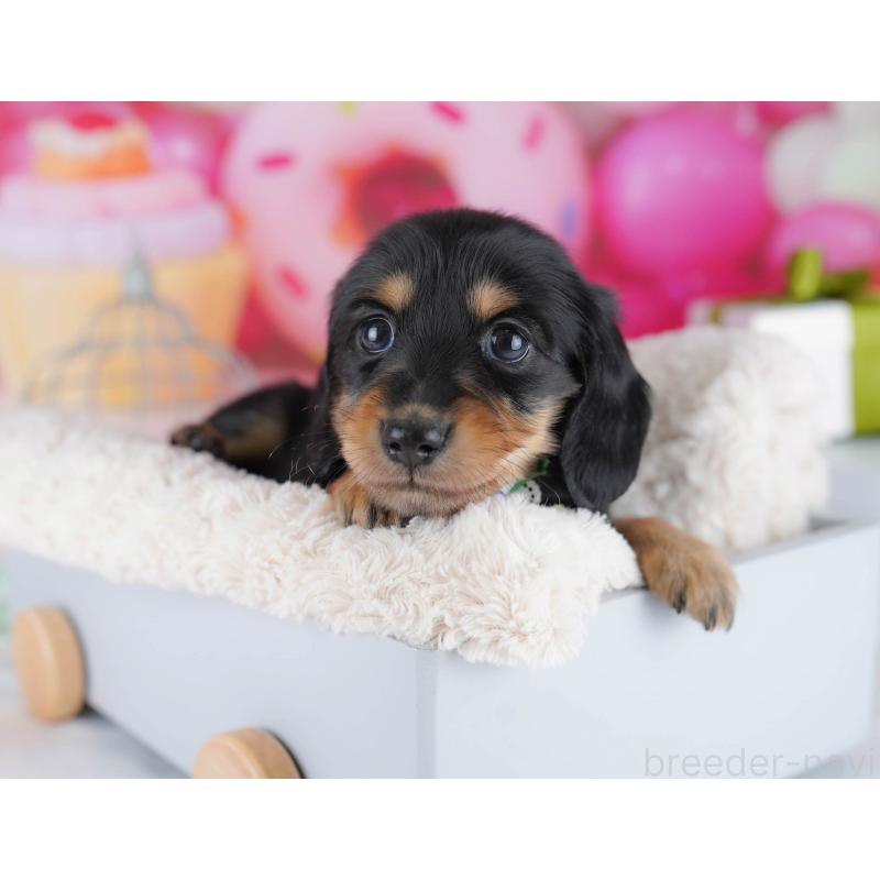 販売中の千葉県のカニンヘンダックスフンド(ロングヘアード)-434686の9枚目