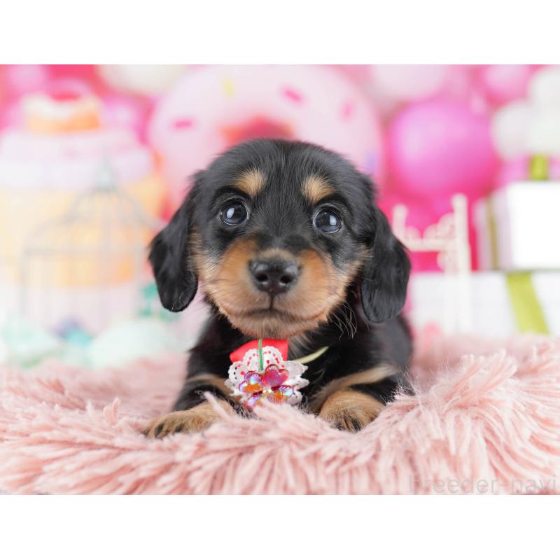 販売中の千葉県のカニンヘンダックスフンド(ロングヘアード)-434686の6枚目