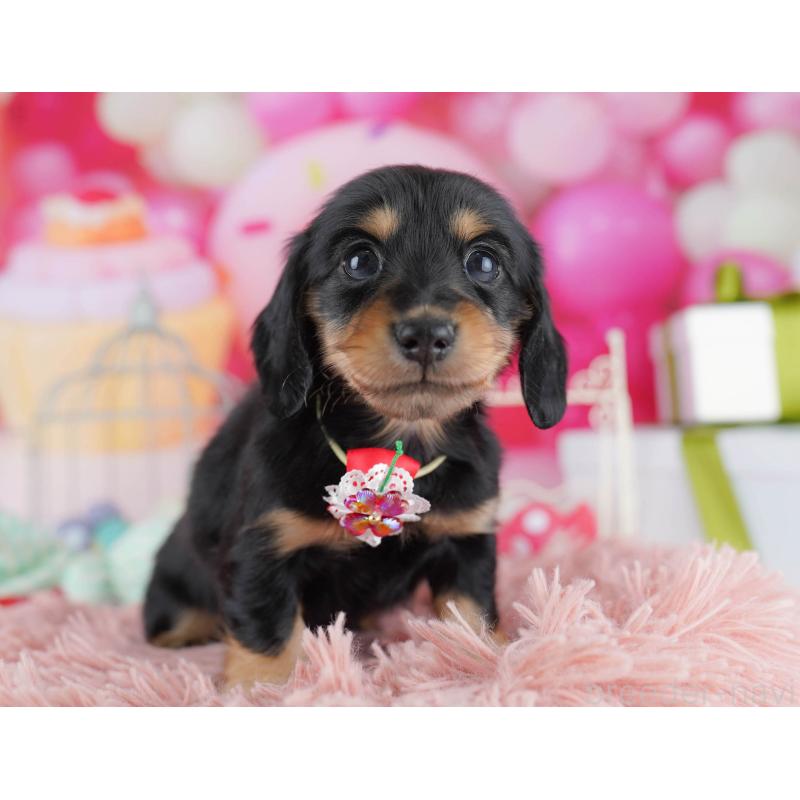 販売中の千葉県のカニンヘンダックスフンド(ロングヘアード)-434686の5枚目