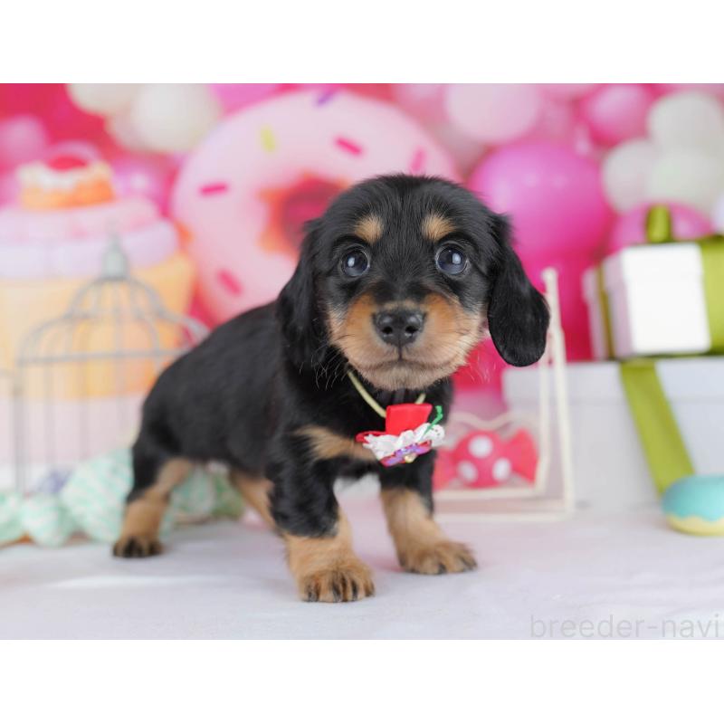 販売中の千葉県のカニンヘンダックスフンド(ロングヘアード)-434686の4枚目