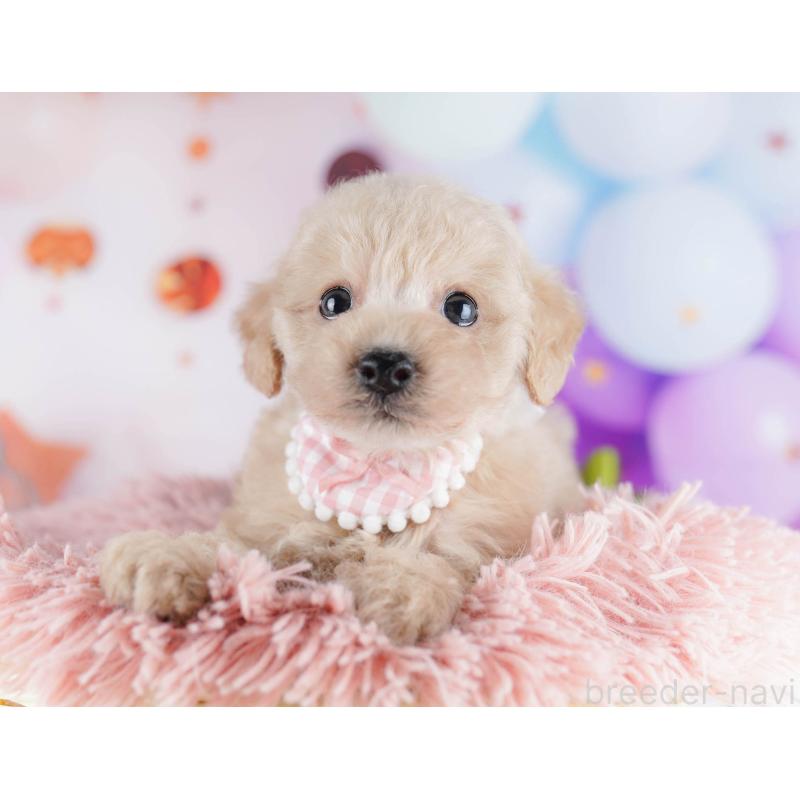 販売中の千葉県のトイプードル-434676の11枚目