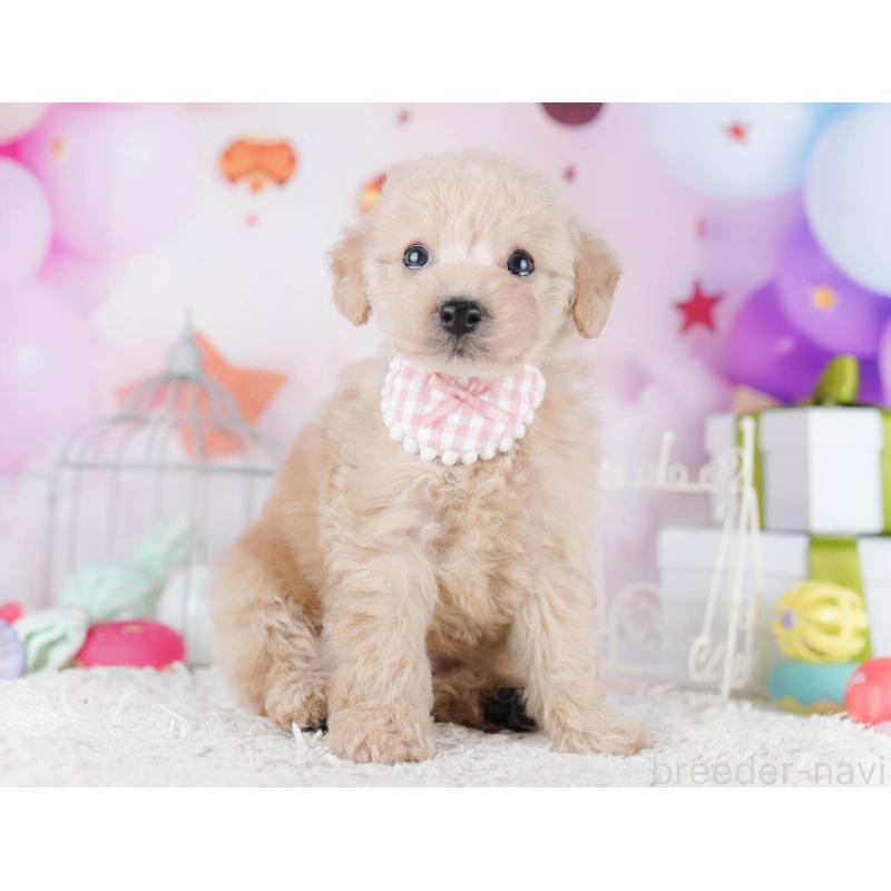 販売中の千葉県のトイプードル-434676の9枚目