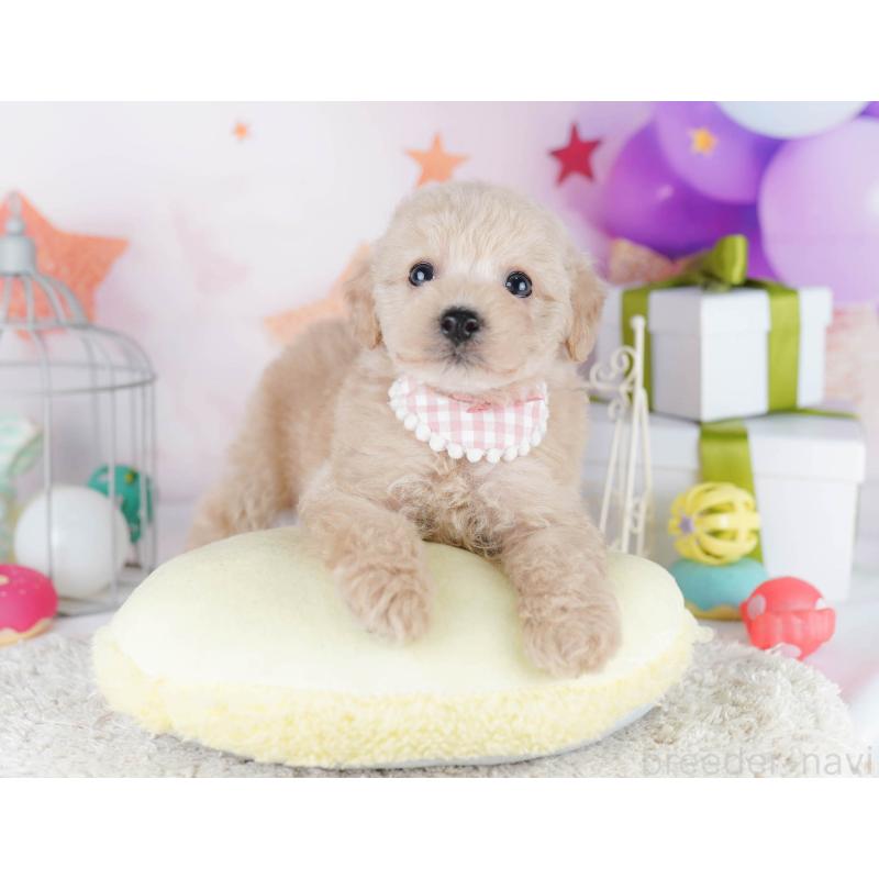 販売中の千葉県のトイプードル-434676の8枚目