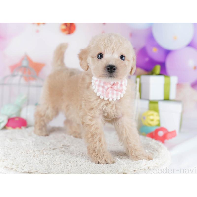 販売中の千葉県のトイプードル-434676の5枚目