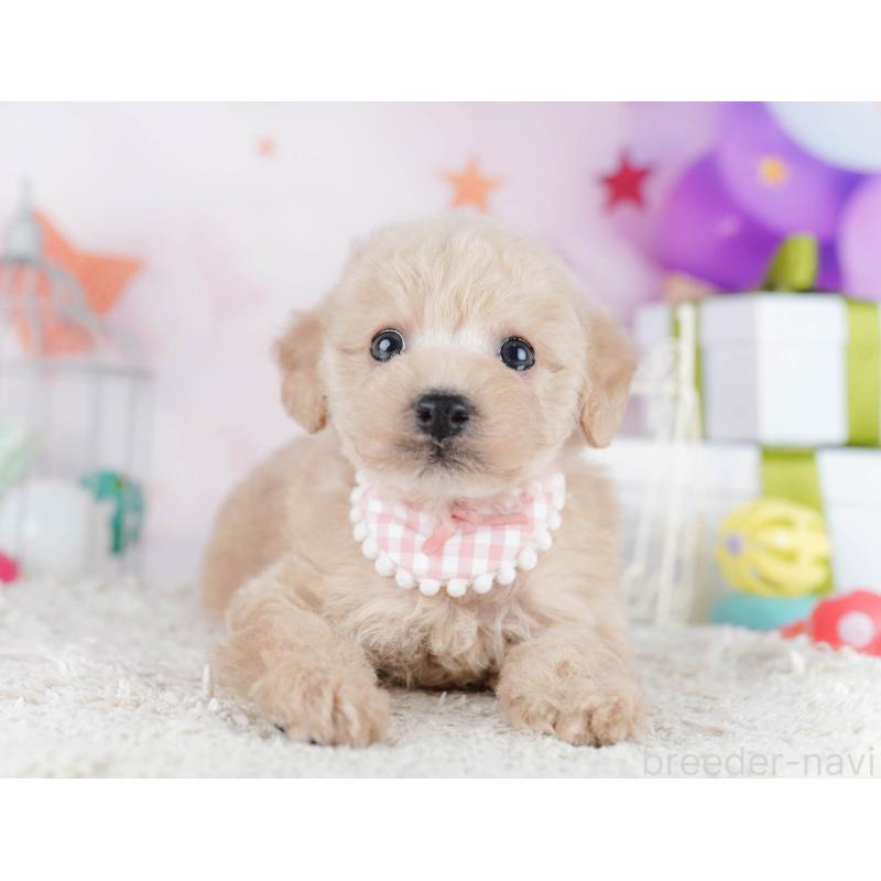 販売中の千葉県のトイプードル-434676の4枚目