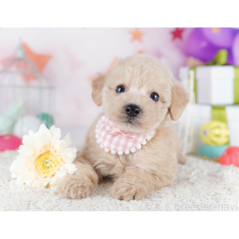 販売中の千葉県のトイプードル-434676の3枚目