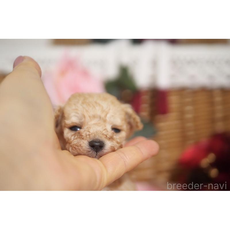 販売中の香川県のティーカッププードル-434622の4枚目