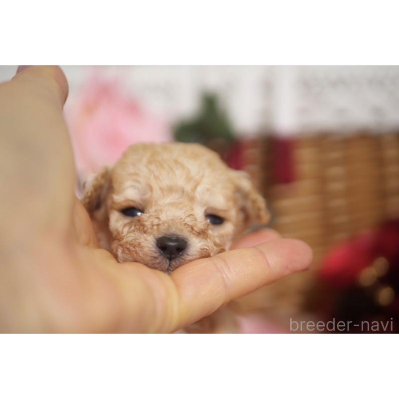 販売中の香川県のティーカッププードル-434622の3枚目