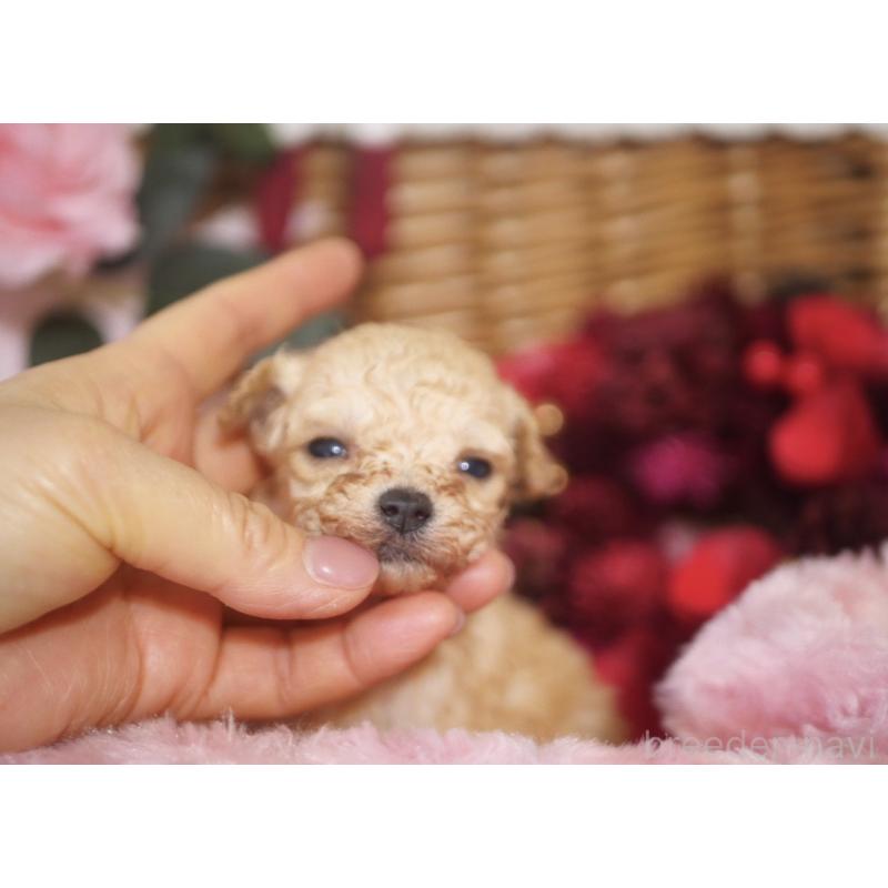 販売中の香川県のティーカッププードル-434622の2枚目