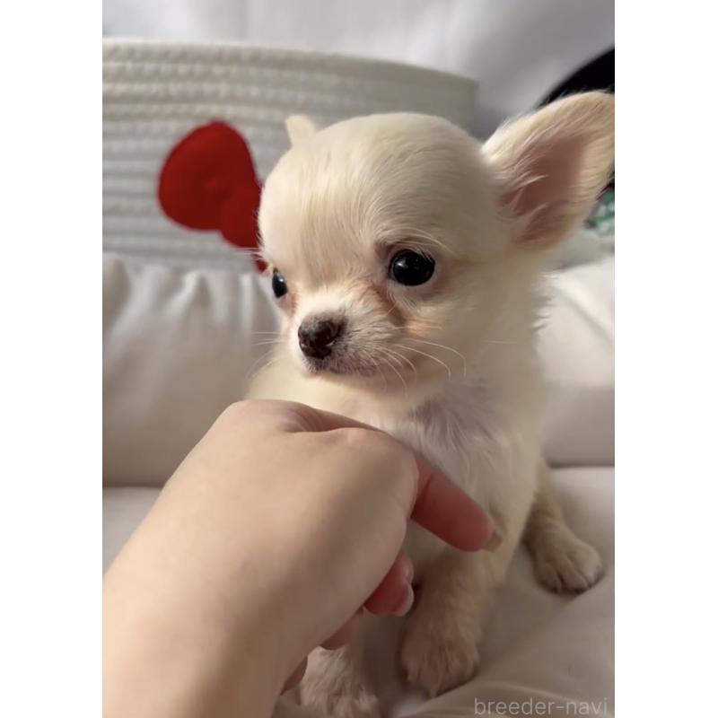 販売中の福岡県のチワワ(ロングコート)-432596の4枚目