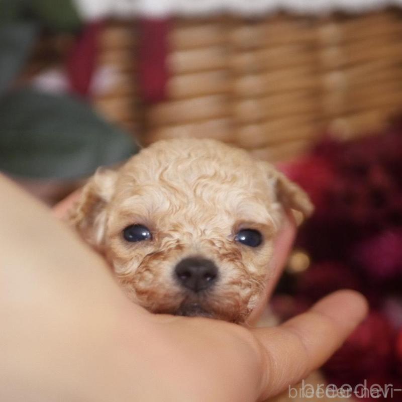 販売中の香川県のティーカッププードル-434622