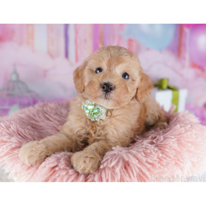 販売中の千葉県のトイプードル-434677の7枚目