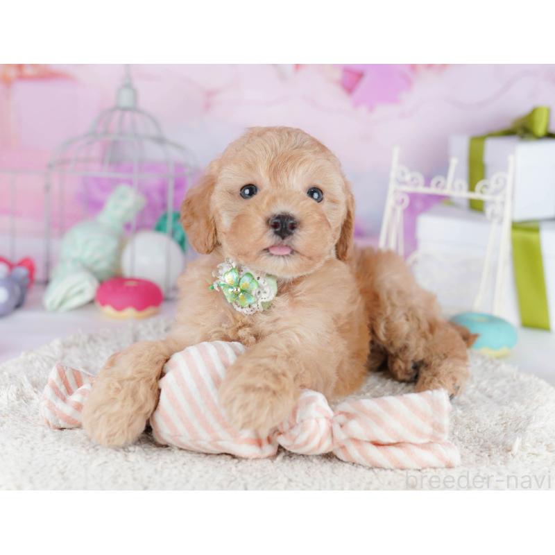 販売中の千葉県のトイプードル-434677の6枚目