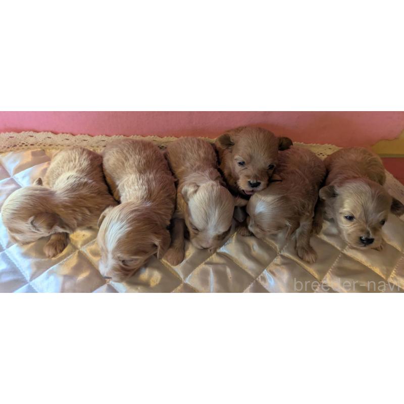 販売中の埼玉県のマルプー:マルチーズ×トイプードル-434623の7枚目