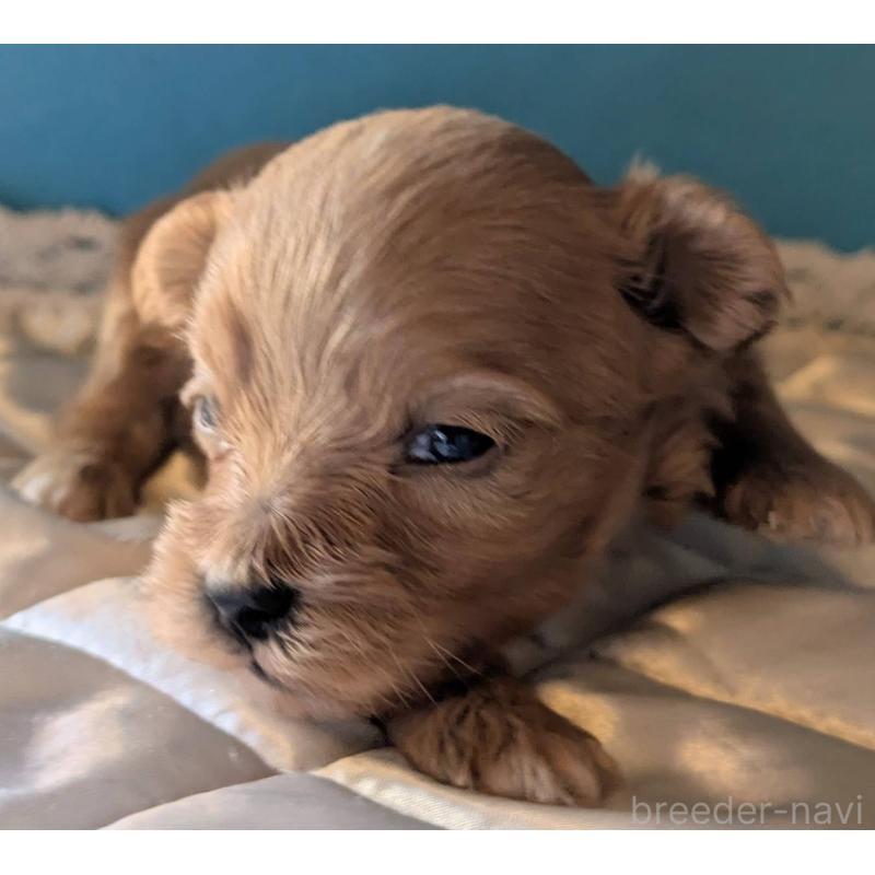 販売中の埼玉県のマルプー:マルチーズ×トイプードル-434623の5枚目