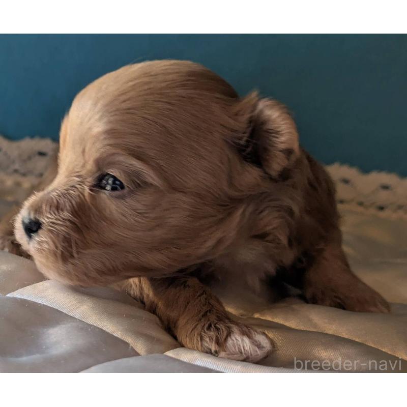 販売中の埼玉県のマルプー:マルチーズ×トイプードル-434623の4枚目