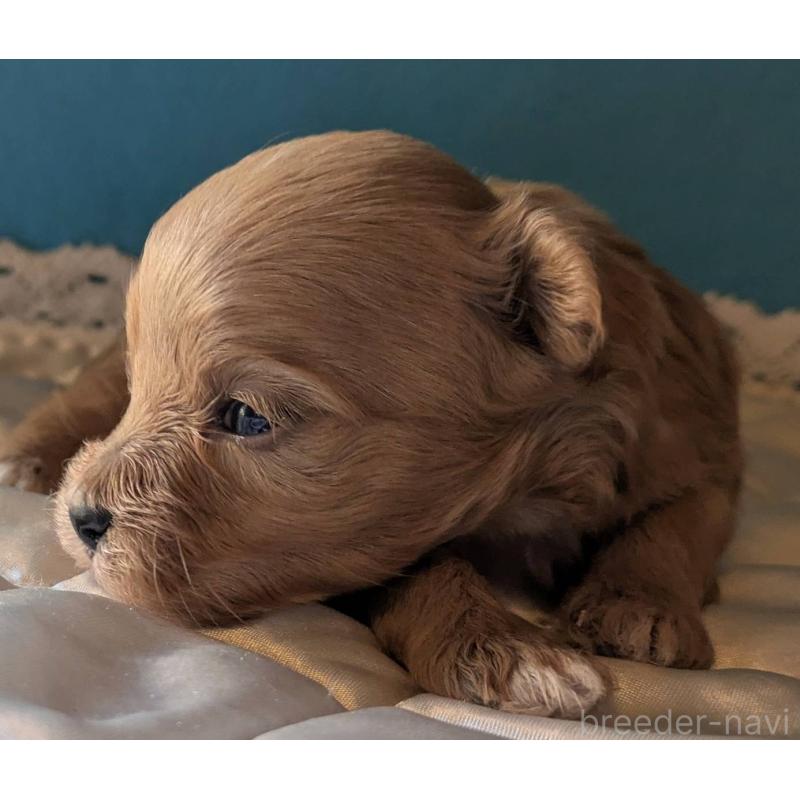 販売中の埼玉県のマルプー:マルチーズ×トイプードル-434623の3枚目