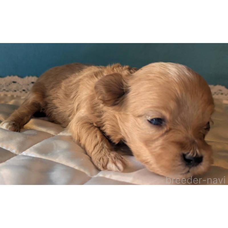 販売中の埼玉県のマルプー:マルチーズ×トイプードル-434623の2枚目